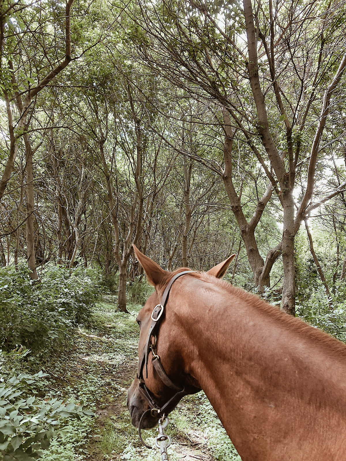 Wildly Alive - 30 Days to get your Creativity back